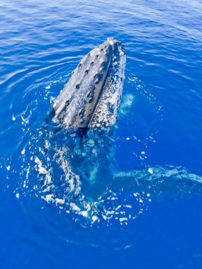 Majestic humpback whale looking out clipart