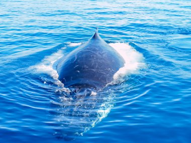 Humpback whale in the ocean clipart