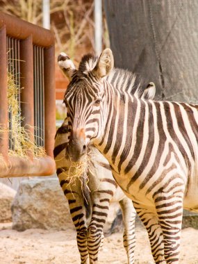 iki şeritli zebra yiyen saman