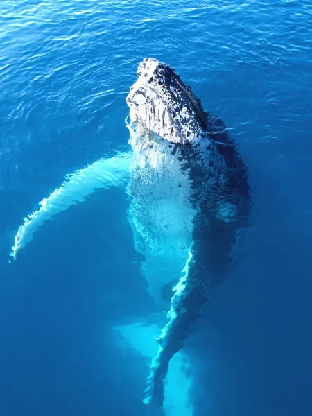 Görkemli bir kambur balina portresi — Stok fotoğraf