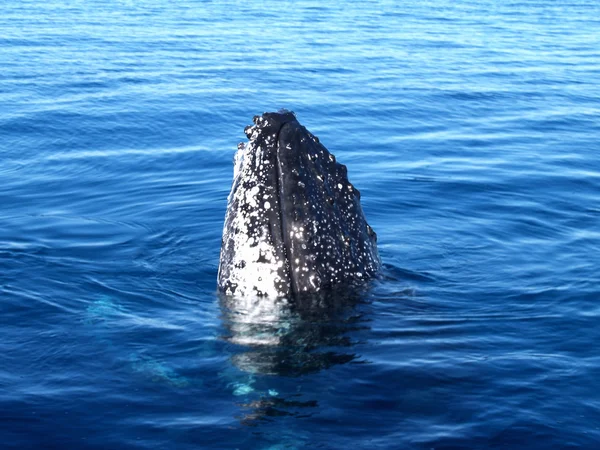 Горбатый кит проникает в океан — стоковое фото