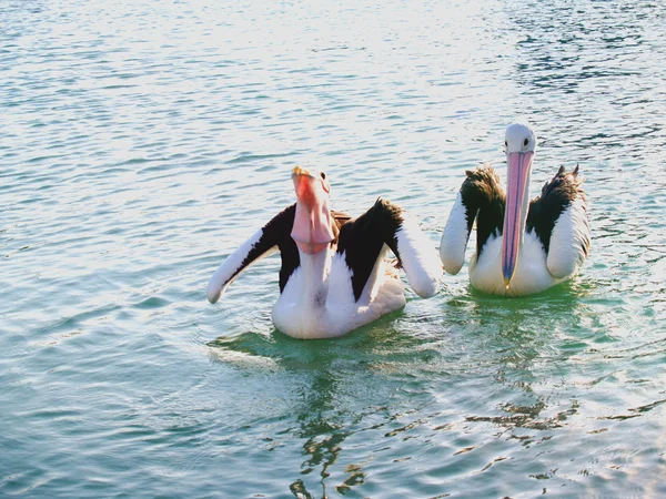 Vida selvagem - Pelicanos pegando alimentos — Fotografia de Stock