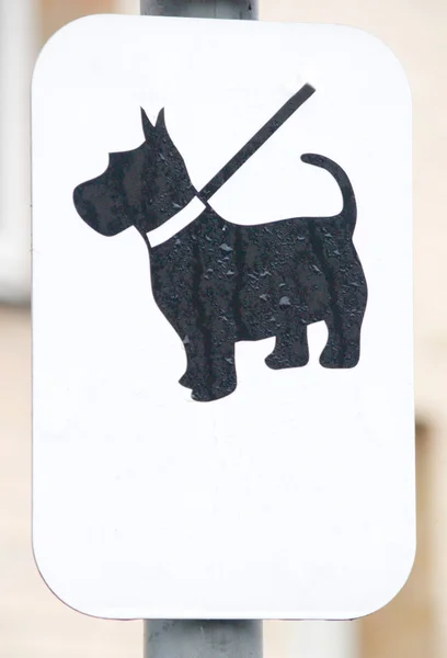 Black dog on white sign with copyspace — Stock Photo, Image