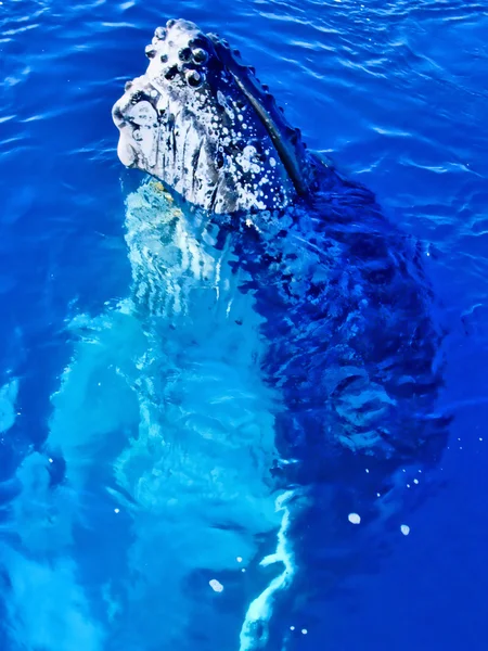 Величественный горбатый кит вблизи — стоковое фото