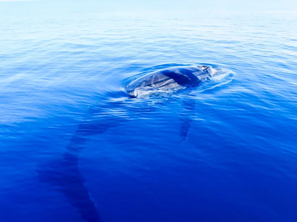 Горбатый кит в глубоком голубом океане — стоковое фото