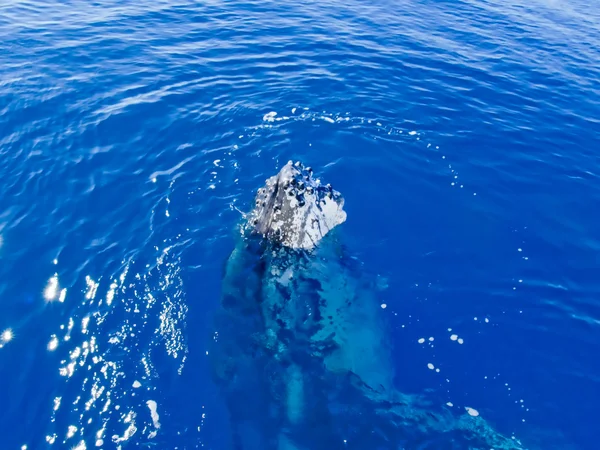 바다에 사는 혹등고래 — 스톡 사진