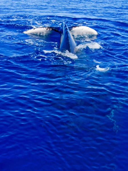 Cauda de uma baleia jubarte mergulhando no oceano — Fotografia de Stock