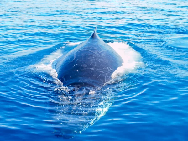 Hrbatá velryba v oceánu — Stock fotografie