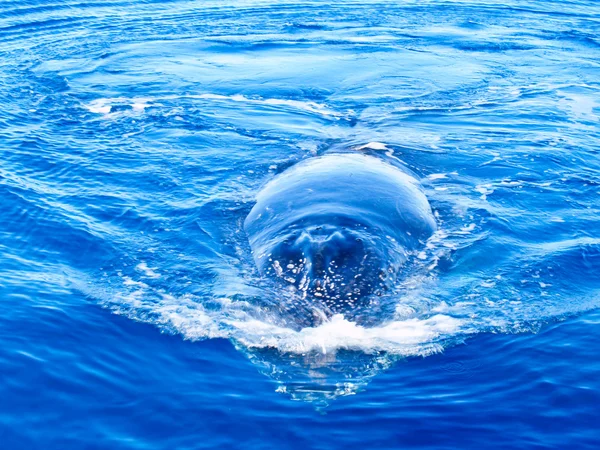 Φάλαινα στον ωκεανό. — Φωτογραφία Αρχείου