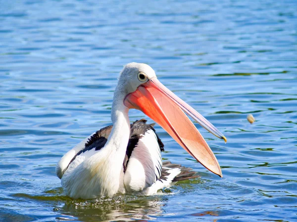 stock image An Australian Pelican catching food