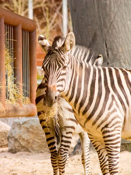 Duas zebras listradas comendo feno — Fotografia de Stock