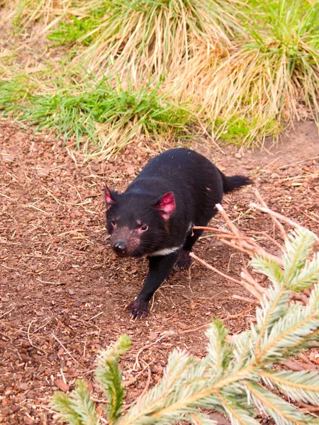 stock image A fierce Tasmanian Devil running