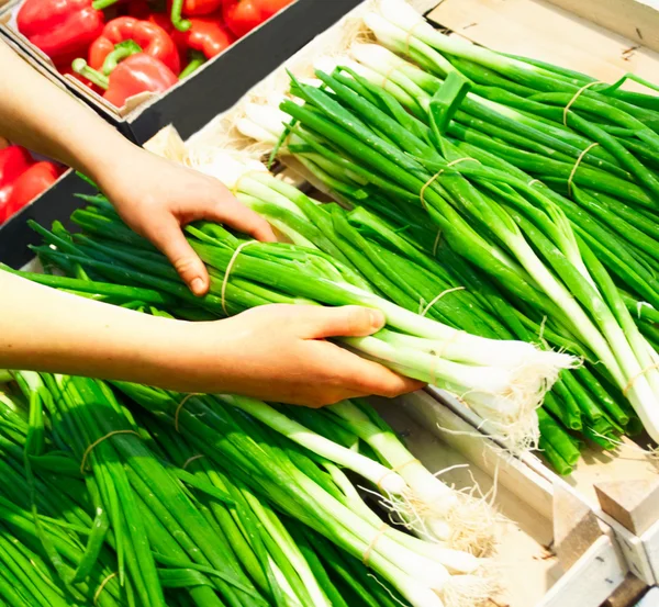 stock image Human hands holding spring onions