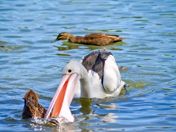 Пелікан атакуючий дика качка Стокове Зображення