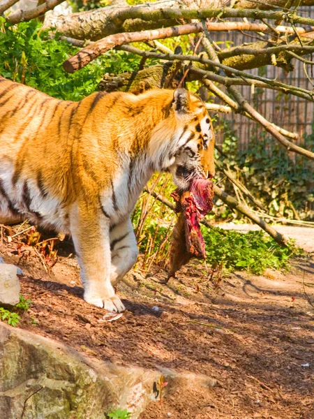 Τίγρης με ένα χοντρό κομμάτι του κρέατος στα σαγόνια του Royalty Free Εικόνες Αρχείου