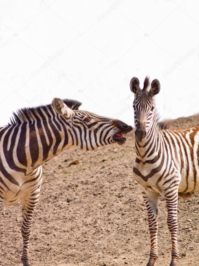 Two African Zebra biting playfully