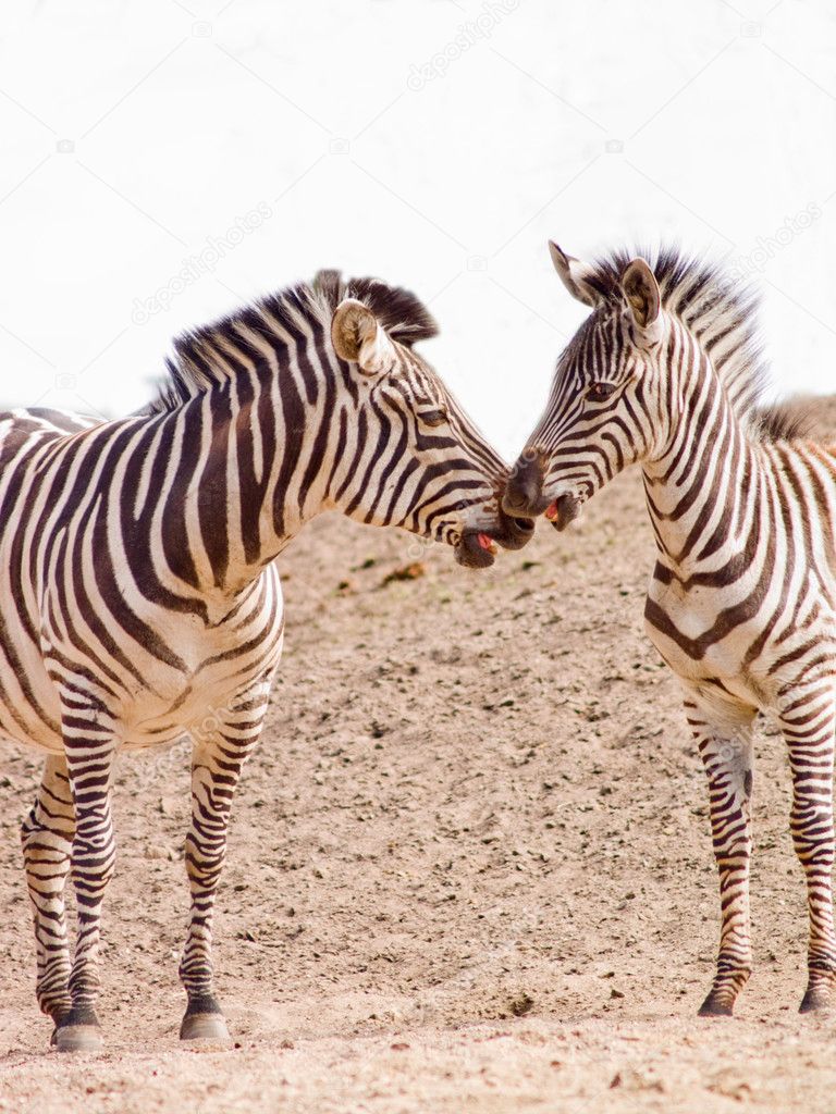 Two african Zebra kissing -copy space