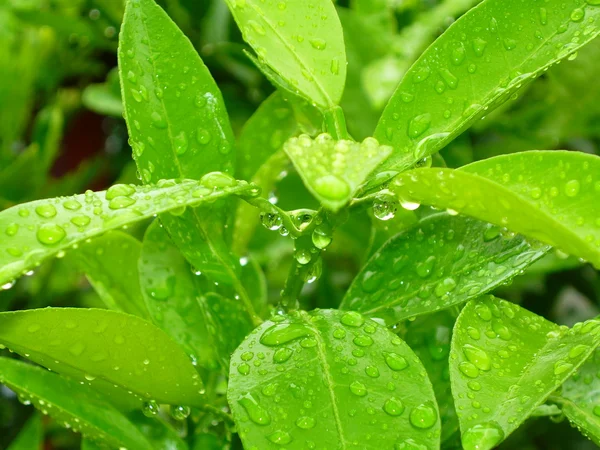 stock image AFTER rain 1