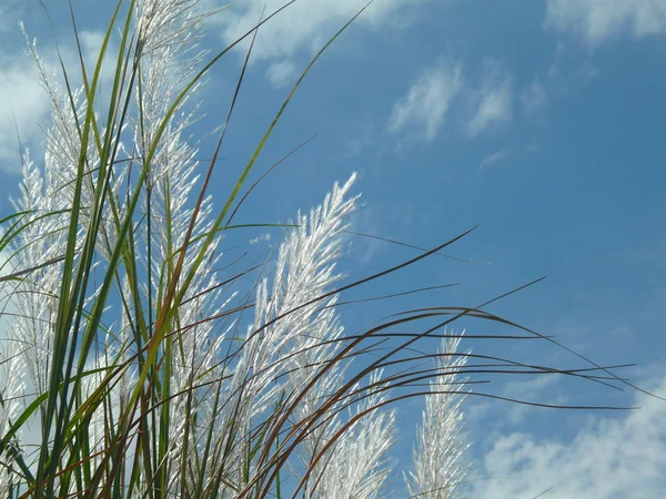 stock image High grass flower