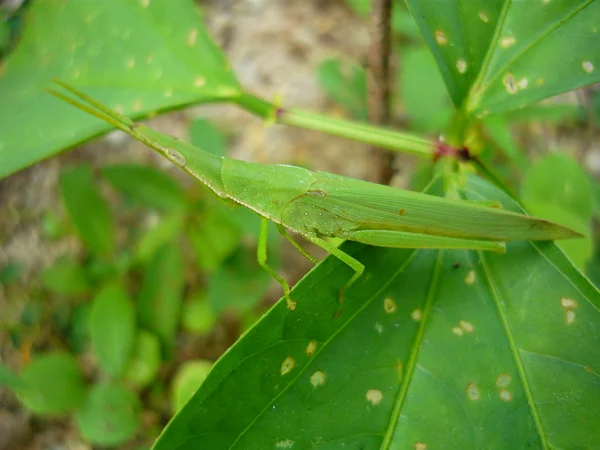 绿色蝗虫 — 图库照片