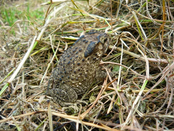 stock image Toad1