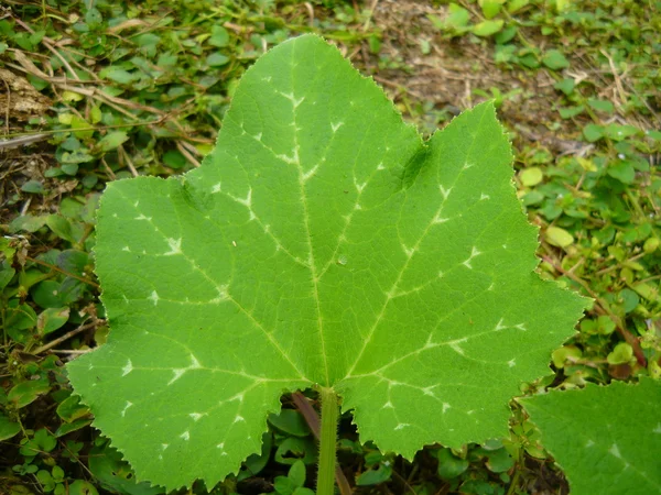 stock image Pumpkin leaf