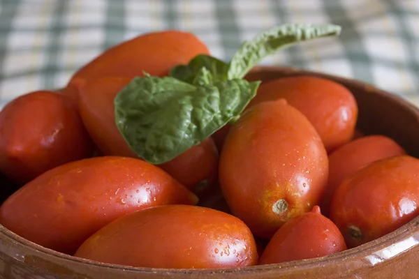 新鲜番茄 — 图库照片
