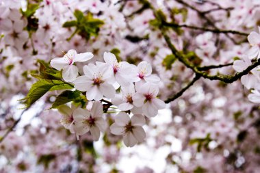 Almond blossom clipart