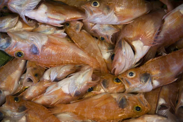 Červené ryby — Stock fotografie