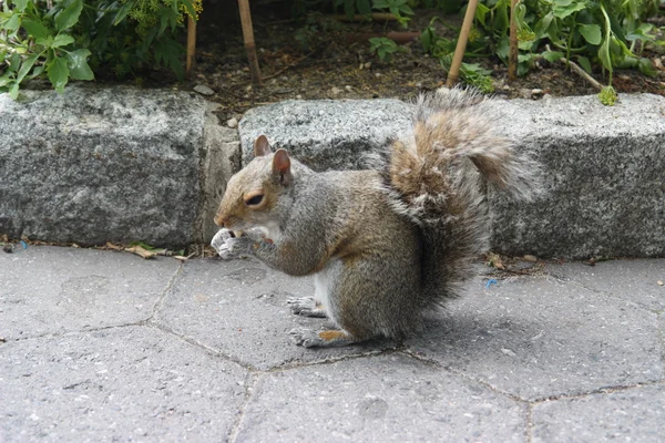 Stock image Squirrel and nut