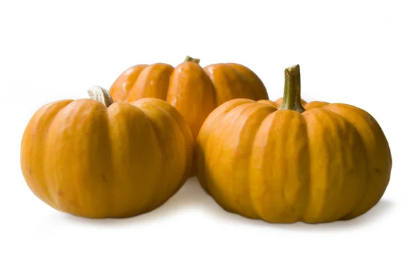 stock image Pumpkin