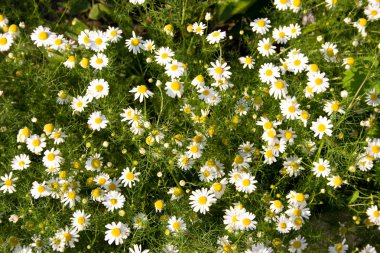 Flowers of camomile clipart