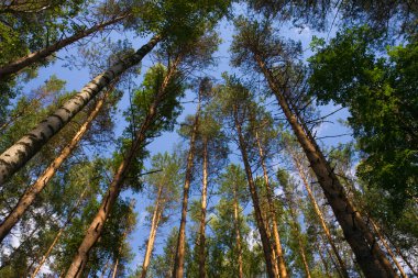 Tall pine trees above against a blue sky clipart