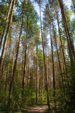 Hiking path in pine forest clipart