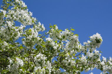 Blossom ağaç