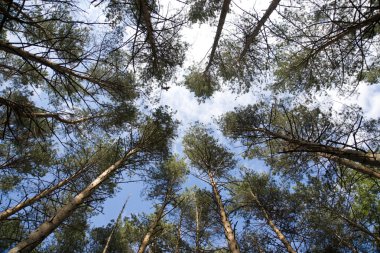 Tall pine trees on background a blue sky clipart