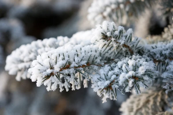 Svačina strom jedle se sněhem — Stock fotografie