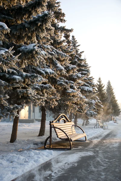 Parc d'hiver — Photo