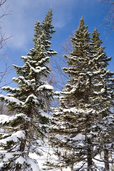 Pendiente alpina cubierta de nieve — Foto de Stock