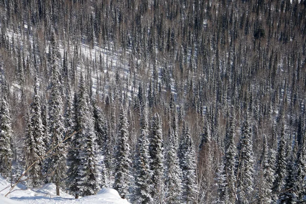 Alppien rinne peitetty lumella — kuvapankkivalokuva
