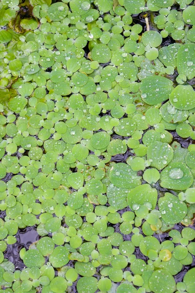 Stock image Small green leaves on surface the water