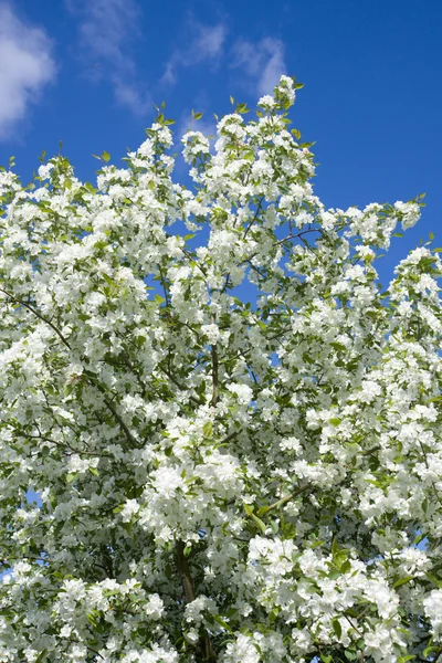 Blossom tree — Stock Photo, Image