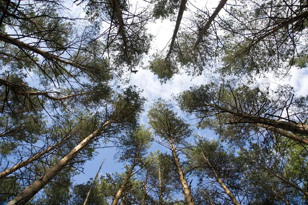 stock image Tall pine trees on background a blue sky