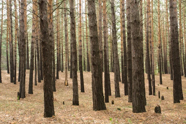 stock image Pine forest