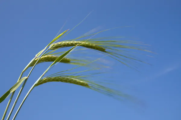 Close-up of the field with green oats — Stock Photo, Image