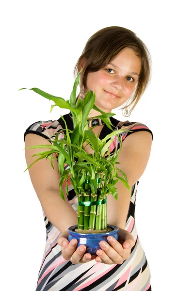 Chica joven con planta casera de bambú — Foto de Stock
