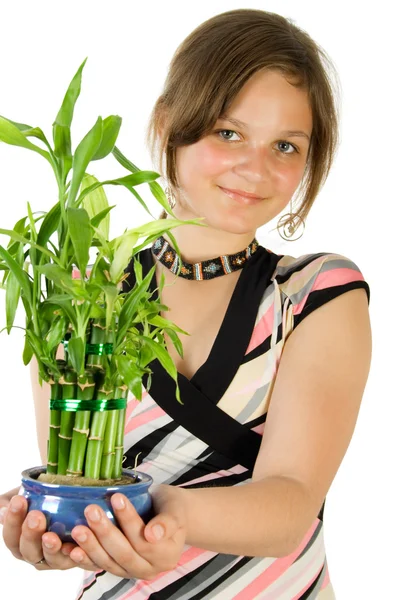 Mladá dívka s domácí rostlina bambusu — Stock fotografie