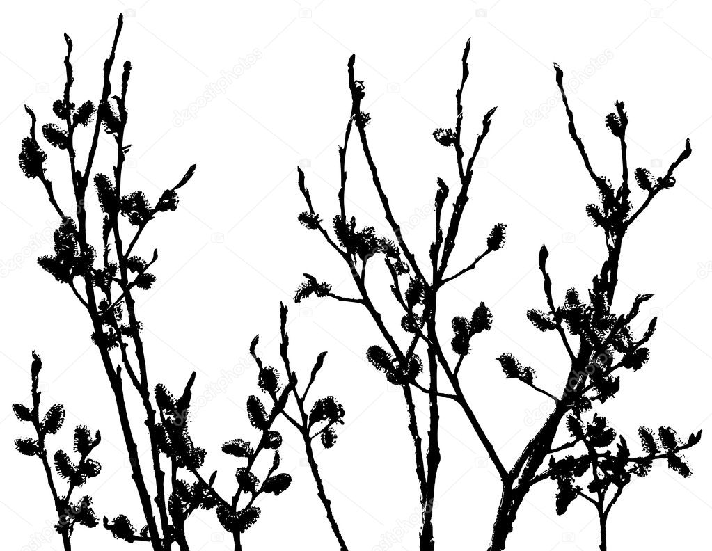 Pussy-Willow Silhouette - Stock Image