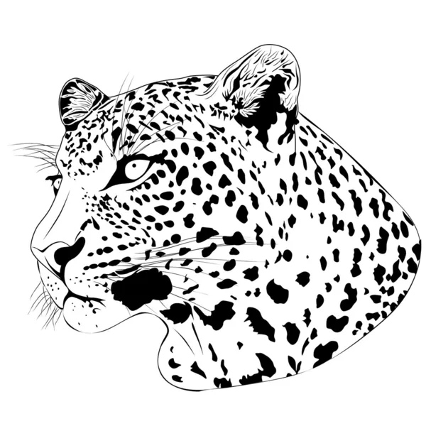 Leopard, Tätowierung — Stockvektor