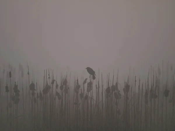 stock image Marsh